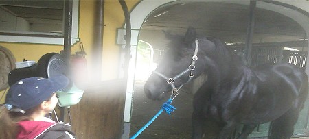 Erfrischung und Abkühlung  an Hitzetagen für Pferde mit Rauch System